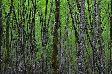 troncos, árboles, en el bosque, bosque, maderas