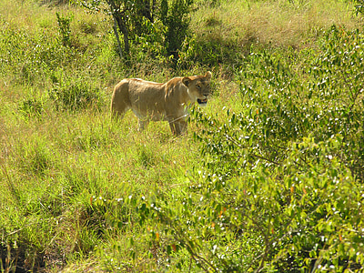 Lev, Příroda, volně žijící zvířata, Afrika, Safari