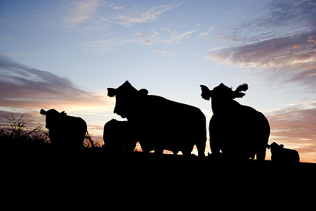cattle, grazing, silhouettes, farm, ranch, pasture, cow
