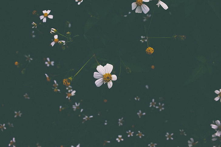 alb, flori, mulţime, floare, petale, floare, întuneric