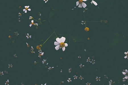 valge, lilled, palju, lill, kroonleht, Bloom, tume