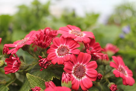 Blume, rot, Blüte, Anlage, Neuseeland