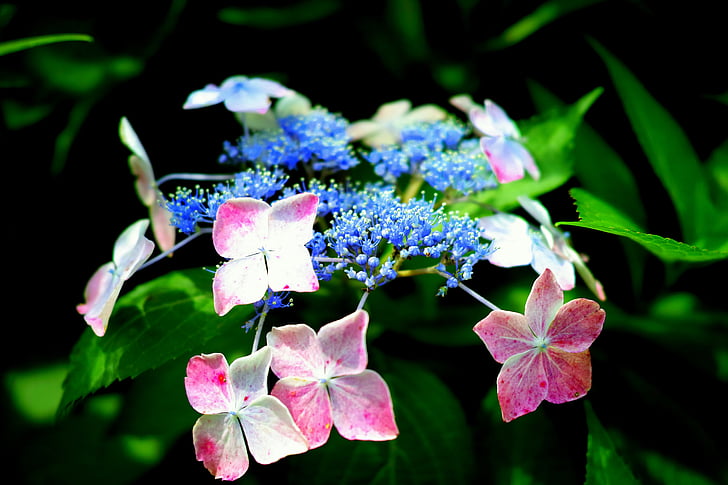 hortensia, i begyndelsen af sommeren, Japan, naturlige, blomster, grøn, plante