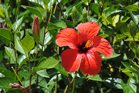 Ibišek červený, exotické květiny, botanika