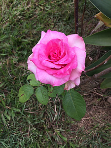bloem, Rosa, roze bloem, kleur roze, natuur, steeg, bloemkleur roze