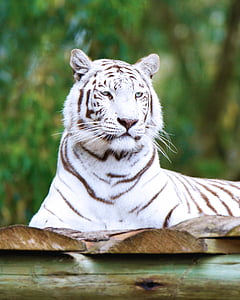 vit tiger, Sydafrika, Seaview lion park, djur, vilda djur, förvildad katt, rovdjur