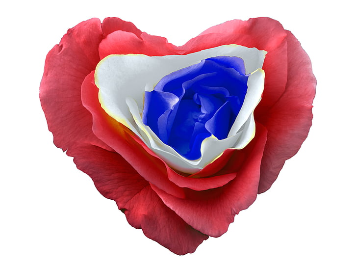 Herz, Rosa, Tricolor, Liebe, Logo, Form