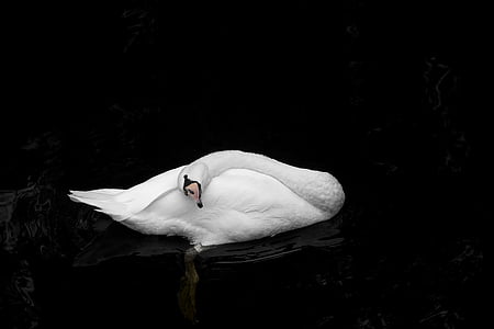 Swan, viac, vody, Príroda, Holandsko, vták, zviera