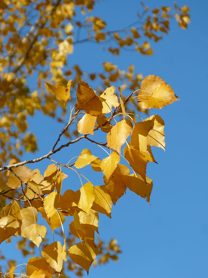 populier, gele bladeren, vallende bladeren, herfst, Populus alba, blad, boom