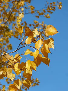 Тополь, Желтые листья, падение листьев, Осень, Populus alba, лист, дерево