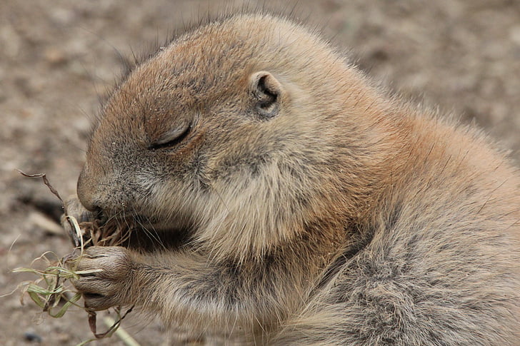 prairie dog, prairie dogs, cynomys, gophers, rodent, rodents, sweet