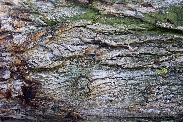 bark, Tree bark, Log, træ, struktur
