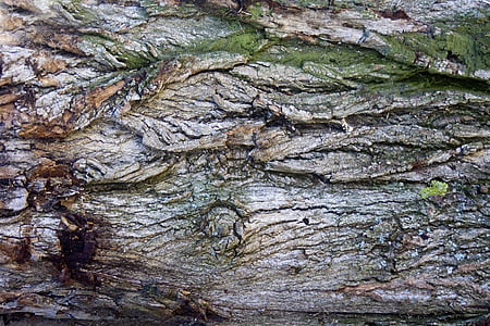bark, tree bark, log, wood, structure