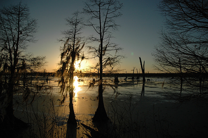Riječni jašek, sončni zahod, močvirje, Louisiana, narave, drevo, odsev