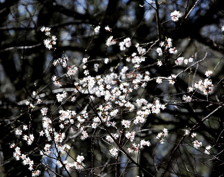 fiori della ciliegia, bianco, fiori bianchi, primavera, fiore di ciliegio, fiori, fiori di primavera