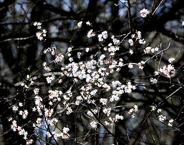 flores de cereja, Branco, flores brancas, Primavera, flor de cerejeira, flores, flores da Primavera
