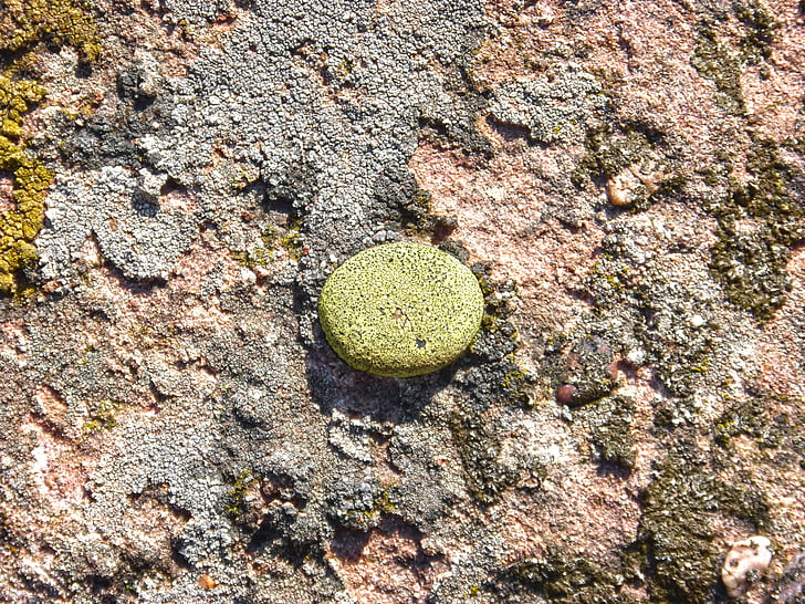 lichens, lichen, Rock, Boulder