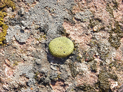 licheni, lichene, roccia, Boulder