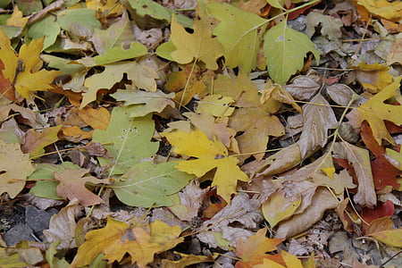 rudenį, lapai, rudenį lapai, Auksinis ruduo, rudenį, lapkričio, spalio