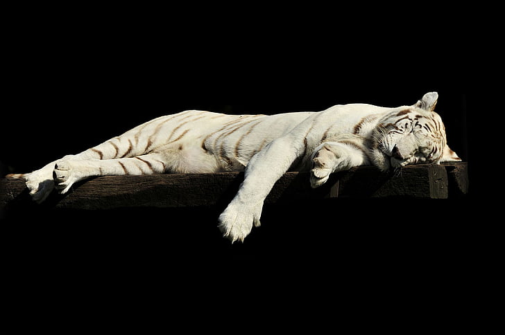 Harimau, malas, tidur, putih, hewan, kebun binatang, kucing