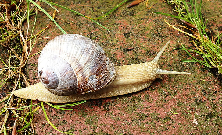 Free photo: snail, nature, crawl, animal, slimy, mollusk, crawling | Hippopx