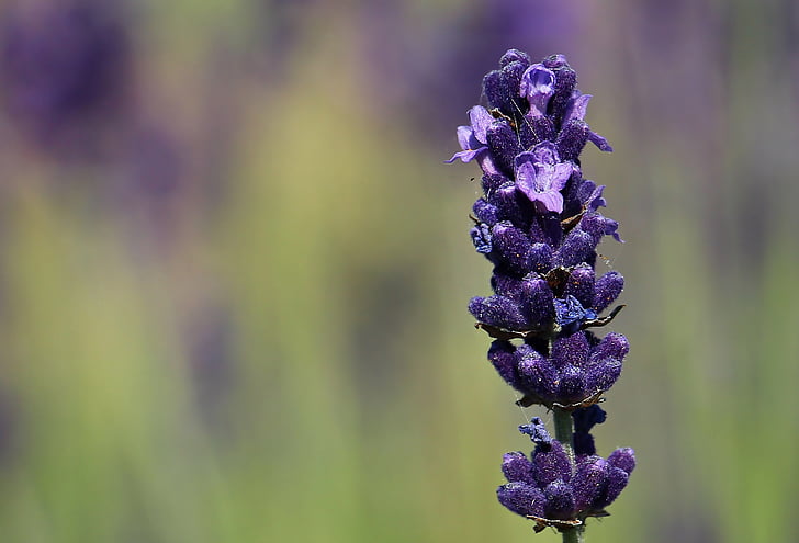 lavender, flower, purple, violet, flowers, flora, bloom