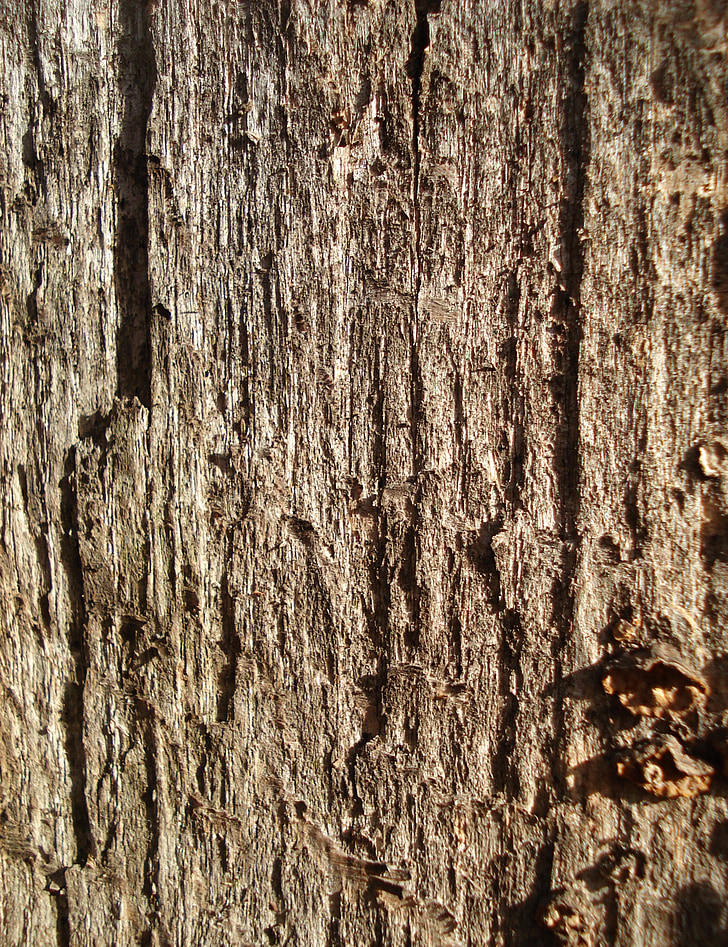 scoarţă de copac, lemn, fundal, textura, maro, model, din lemn