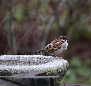 burung, House sparrow, pelempar domesticus, bulu, birdbath