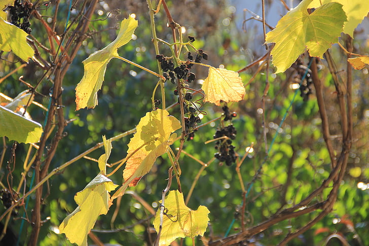 rudenį, šviesos, vynuogių, lapai, rudeniniai lapai, rudens žibintai