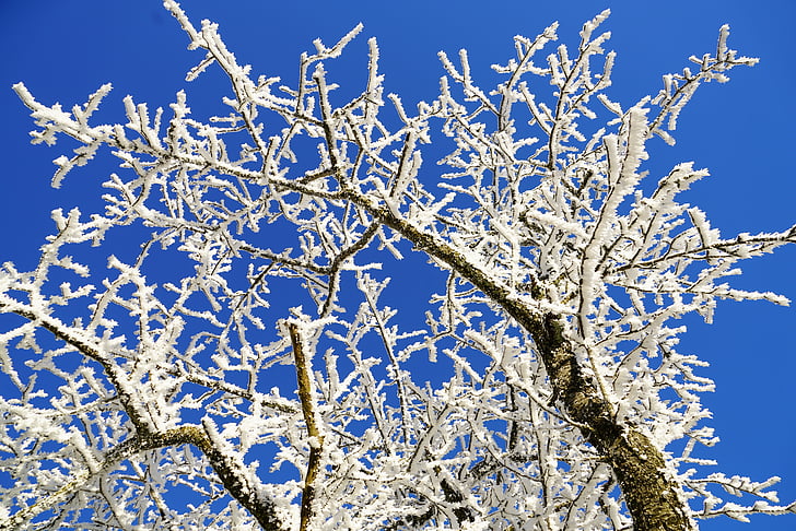 cây, sương muối, chi nhánh, đá, sự hình thành tinh thể, tuyết rơi, eiskristalle