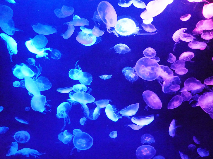 ikan jelly, akuarium, Tokyo, kehidupan laut