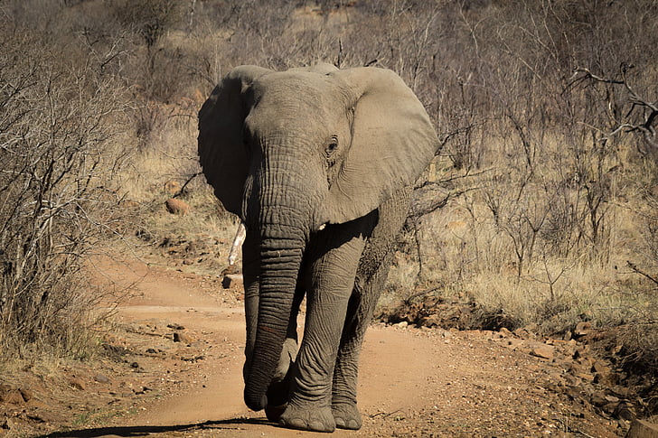 elefánt, Afrika, vadon élő állatok, Safari, vastagbőrű, természet, szafari állatok
