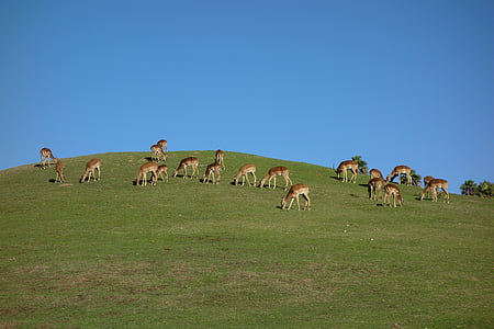 jelen, travinje, trava, prosto živeče živali, narave, Park, lov