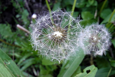 dandelion, close, seeds, pointed flower, faded, nature, plant