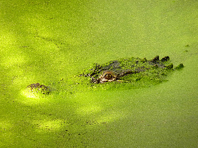 crocodile, green, predator, the eyes, water
