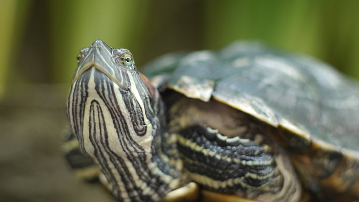 turtle, home, close up