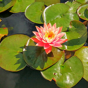 waterlily, lily, water, flower