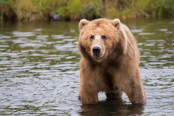 Kodiak medvjed, odrasla osoba, portret, biljni i životinjski svijet, priroda, gledajući gore, Divljina