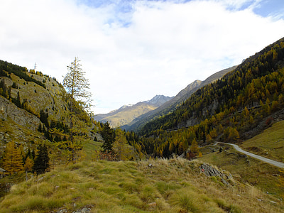 fjell, Sveits, grønn, høst, alpint, store st bernard