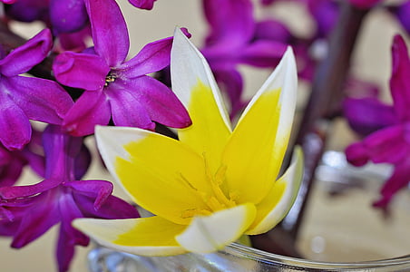 Hyacint, květ, Jarní květina, voňavé, květiny, Malá hvězda Tulipán, žluto bílá