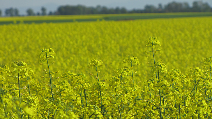 rapeseed, field, agriculture, the cultivation of, blooming, farmer