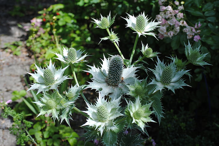 thistle, inflorescence, garden, prickly, nature, plant