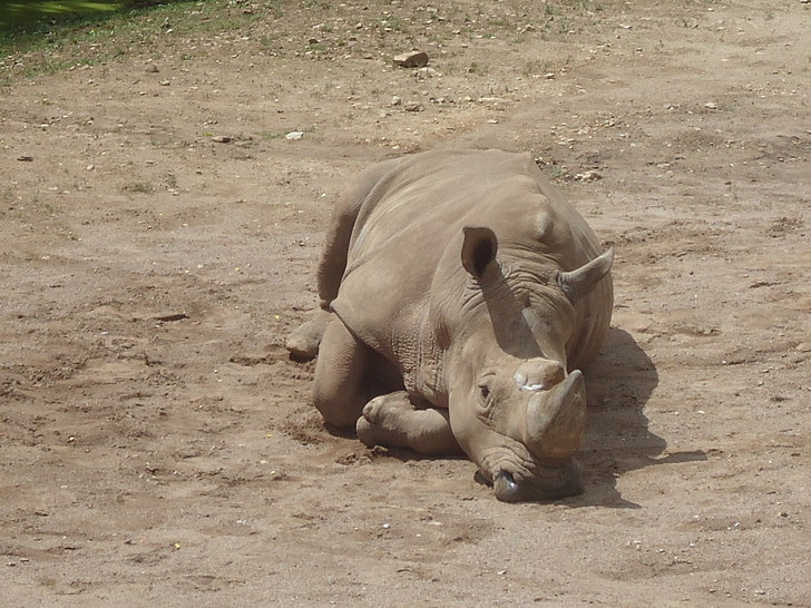 Rhino, Zoo, Nashorn, Tierfotografie, Außengehege, die Welt der Tiere, Dickhäuter