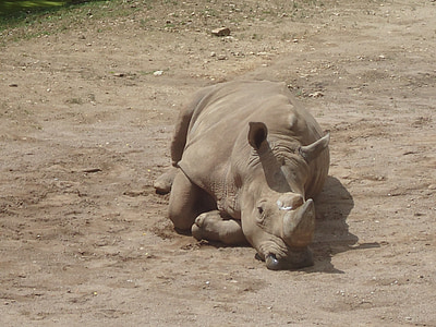 Rhino, Zoo, rhinocéros, photographie de la faune, enclos extérieurs, monde animal, pachyderme