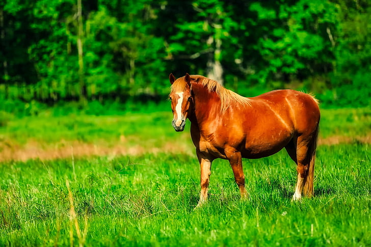 caballo, animal, Prado, campo, paisaje, naturaleza, al aire libre