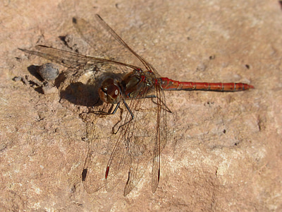 dragonfly, red dragonfly, rock, winged insect, sympetrum striolatum
