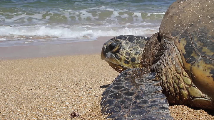 kura-kura, Hawaii, laut, laut, reptil, hewan, satwa liar