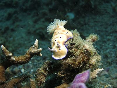 nudibranch, 다이빙, 바다, 스쿠버, 마린, 수 중, 슬러그