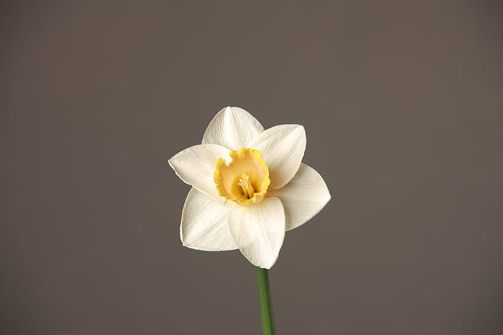 flor, blanc, flor blanca, orquídia, pètal, flor, frescor