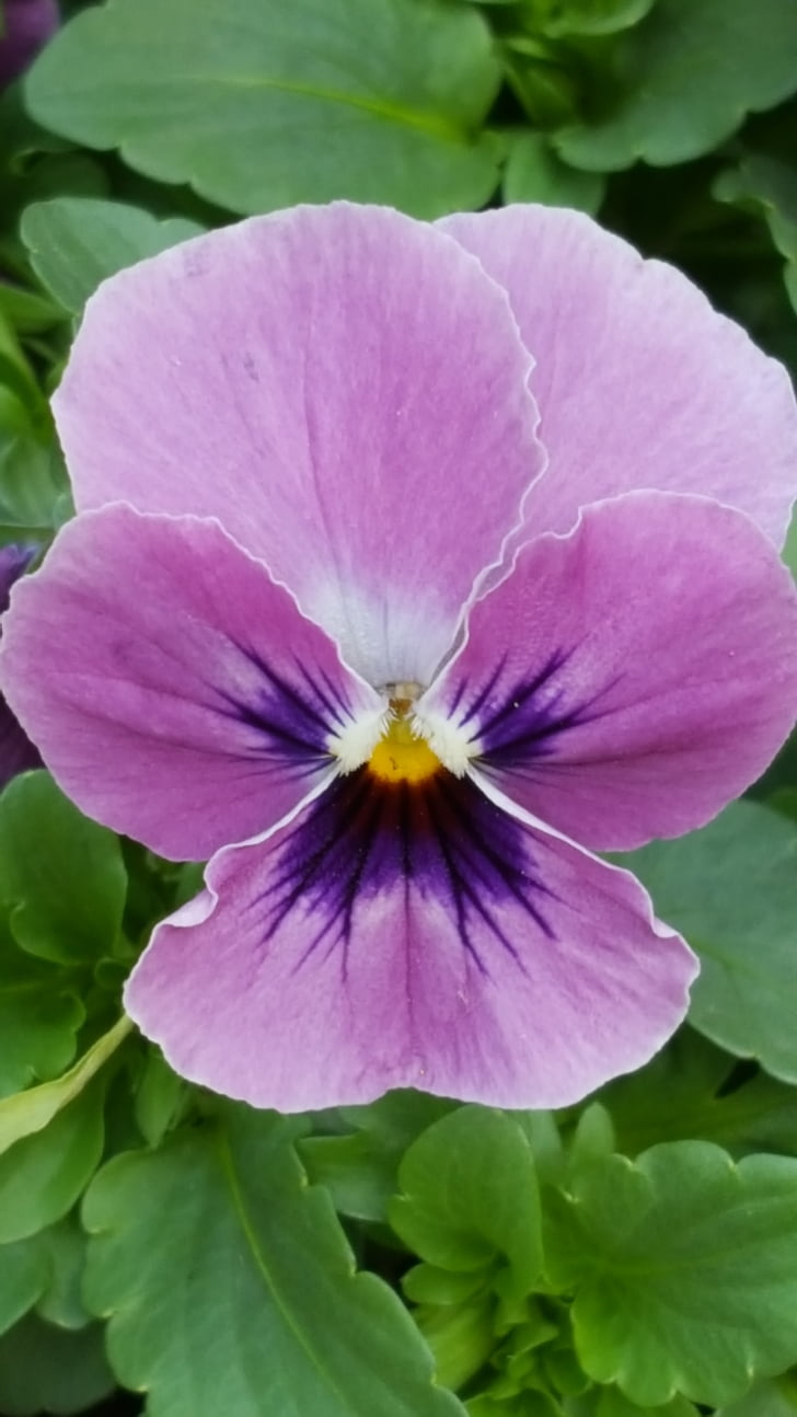 flower, blossom, bloom, 400–500, purple, nature, small flowers